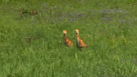 Sandhill Crane Chicks