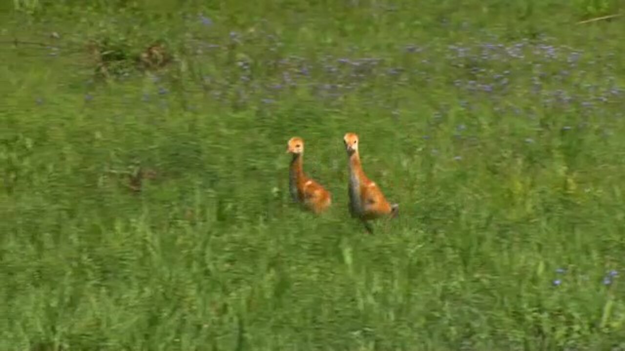 Sandhill Crane Chicks