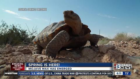 Desert tortoise Mojave Max has emerged from Las Vegas burrow