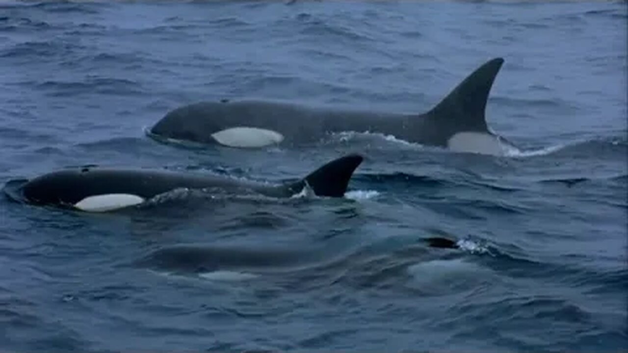 A Man Among Orcas | Wildlife Documentary |