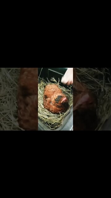 Good morning Chook chook sitting on eggs 14th October