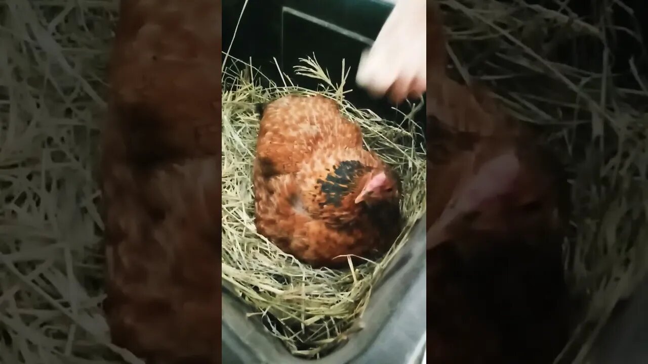 Good morning Chook chook sitting on eggs 14th October