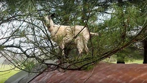 Caught in the Act! Goat Makes Hilarious Face.