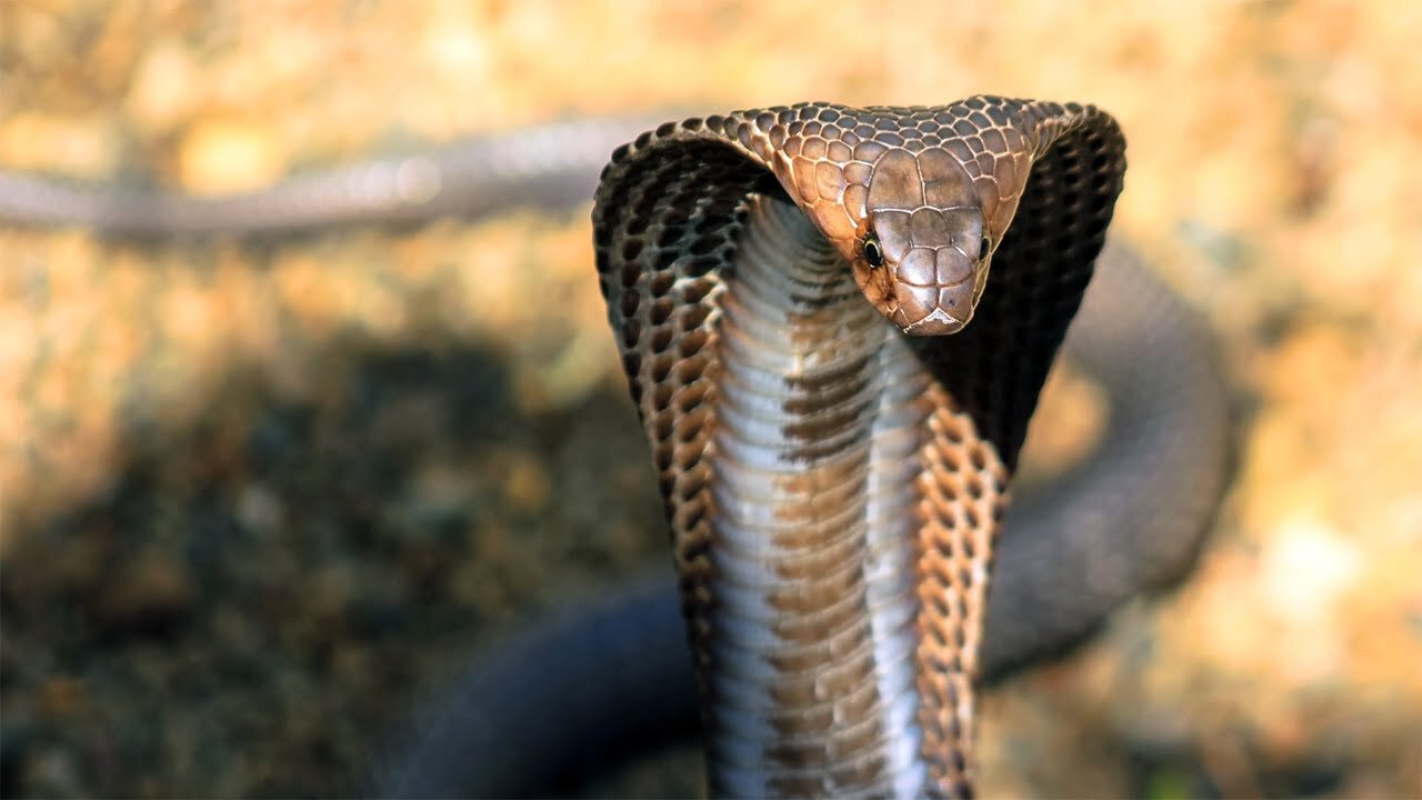 Dig a cave to catch india cobra | Rescue india cobra