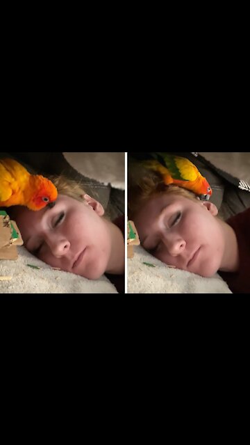 Needy parrot refuses to let owner enjoy her nap