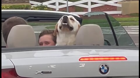 Dog spotting ~ Rain or shine this is a top down dog