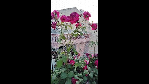 my roof garden