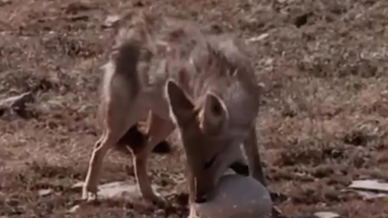 Funny, Amazing wild animals video Ostrich, Egg, Fox, Eagle