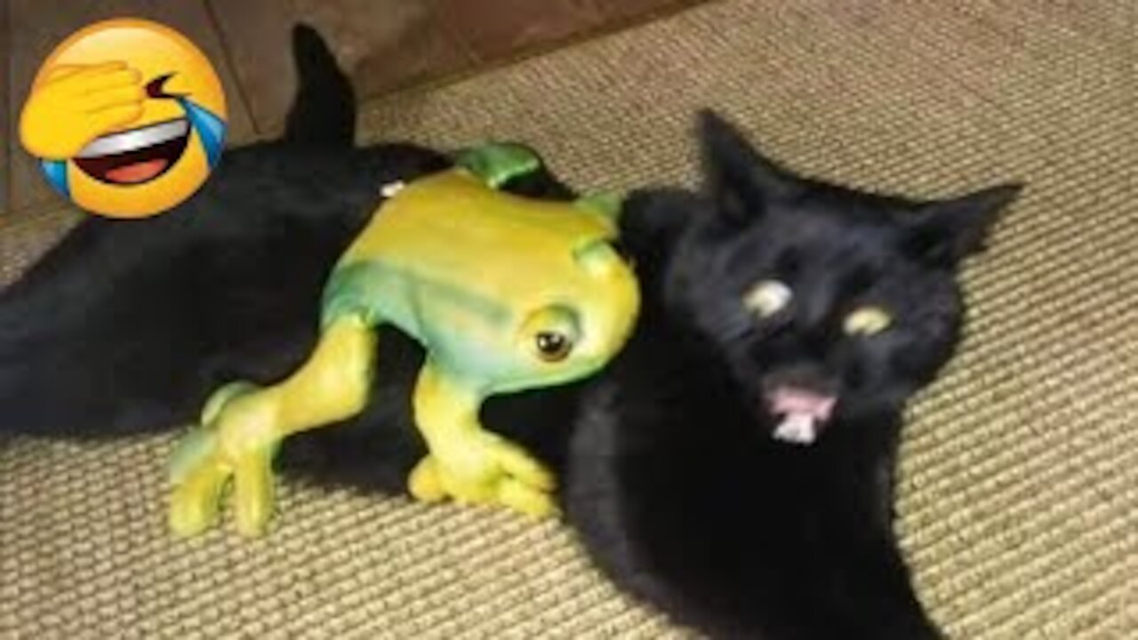 Funny Cats And Dogs Videos That Will Make You Laugh All Day Long 😹😂