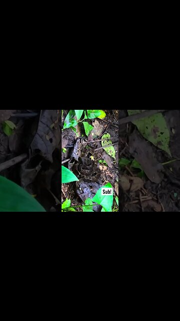 Deadly Viper, Perfectly Camouflaged.