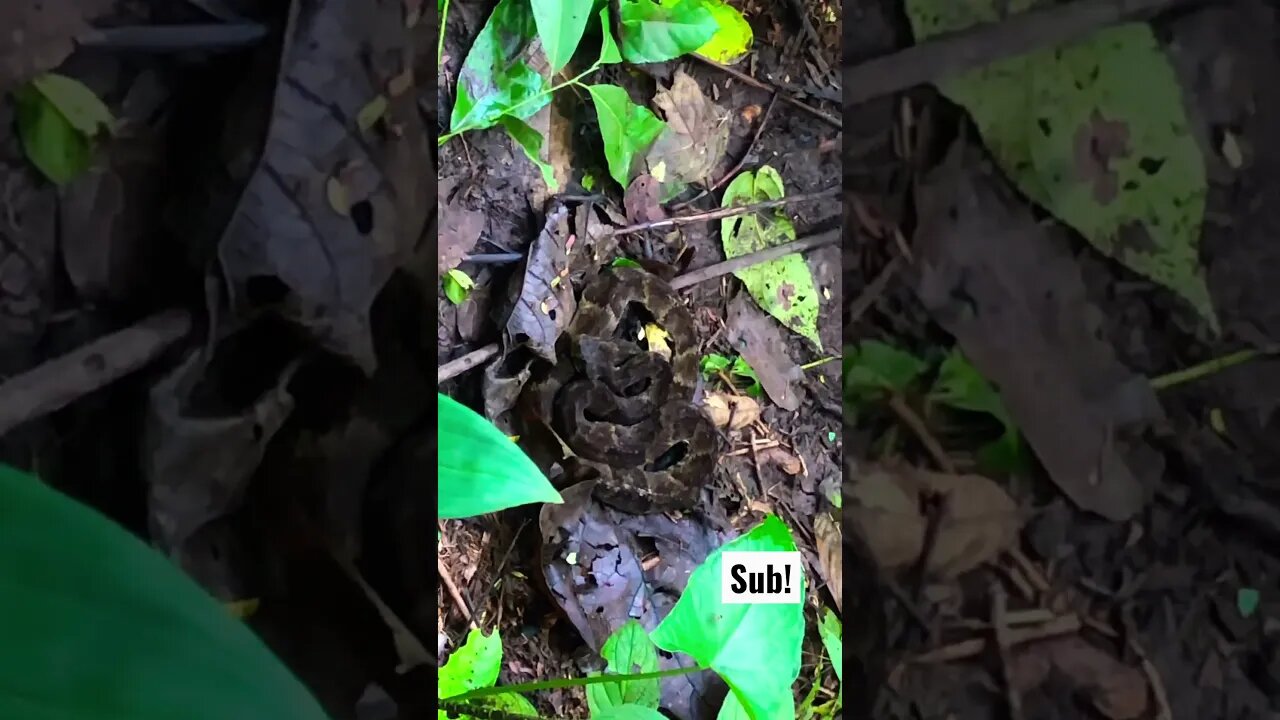 Deadly Viper, Perfectly Camouflaged.