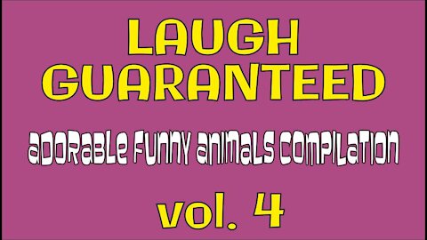 LAUGH GUARANTEED Adorable Funny Animals Compilation volume 4