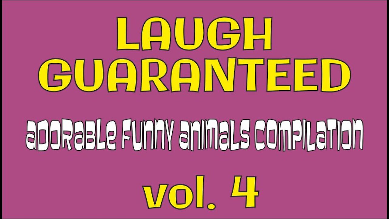 LAUGH GUARANTEED Adorable Funny Animals Compilation volume 4