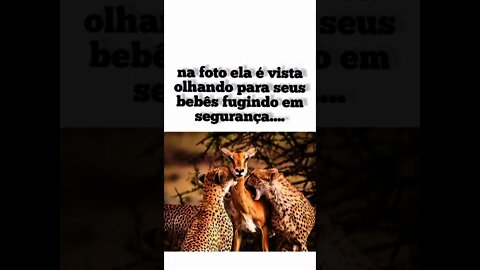 A vida pelos filhotes Deixe o seu comentário