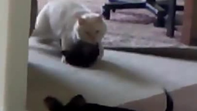 Friendly Cat Plays With Chihuahua Puppies