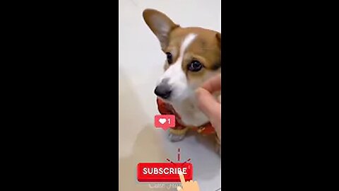 Dog Funny Acting Video #shorts #funny #memes #Dog #viral 2022