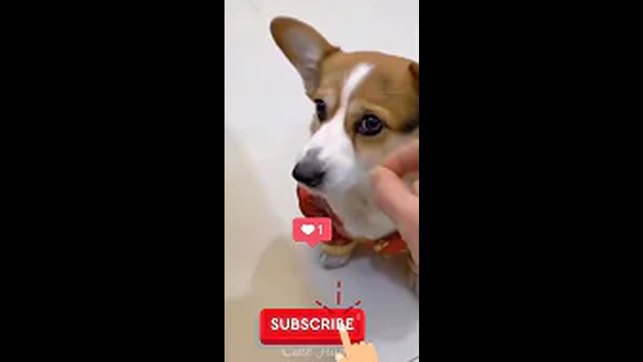 Dog Funny Acting Video #shorts #funny #memes #Dog #viral 2022