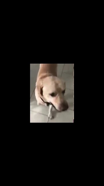 A Very Good Doggo Opens The Door For His Owner When She Got Locked Out