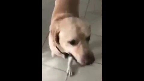 A Very Good Doggo Opens The Door For His Owner When She Got Locked Out