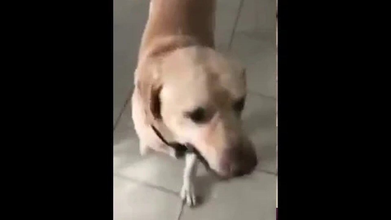 A Very Good Doggo Opens The Door For His Owner When She Got Locked Out