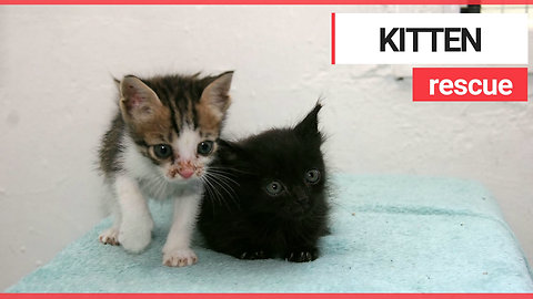 Kittens' miraculous survival after spending a week trapped in a car