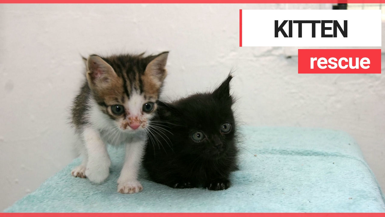 Kittens' miraculous survival after spending a week trapped in a car