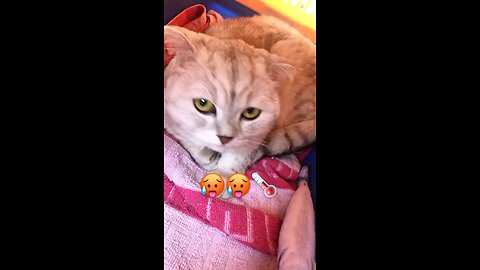 Ice cream for the cat