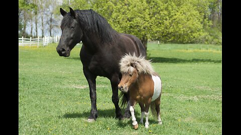 short horse