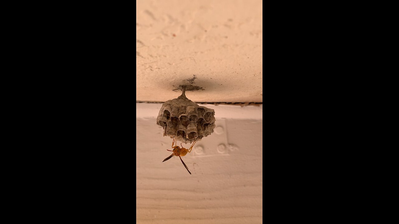 Wasp Housing Project Day 5 Friend or Foe??