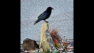 Befriending a crow