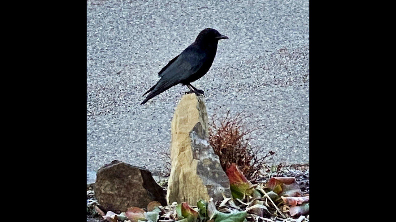 Befriending a crow