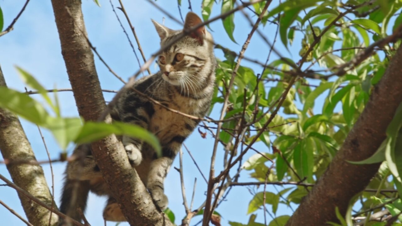 Cat walking on trees