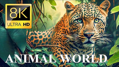 8K Animal world Vedio from the wild by Of the globe