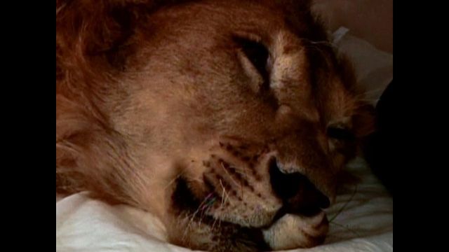 Brave Lion Loses Battle With Rare Disease