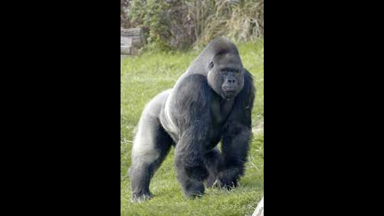 Learn about Gorilla's For Kids!