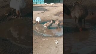 Sippy Dippy 🦆 #shorts #animals #video #duck