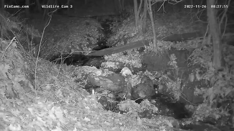 Coyote seen traveling stream on Wildlife Cam 3 on 11/25/2022