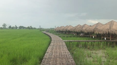 Myanmar Rice Patty Picnic Time