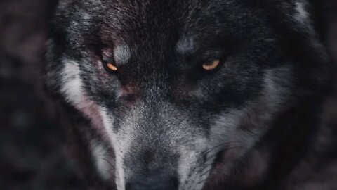 1 HOUR Motivational Speech with Music● Best MotivatioN Speech Complication -Success ☆ LONE WOLF☆