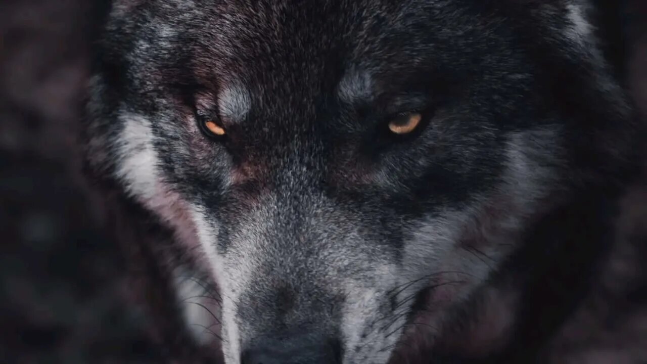 1 HOUR Motivational Speech with Music● Best MotivatioN Speech Complication -Success ☆ LONE WOLF☆
