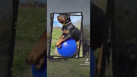 Rottweiler.