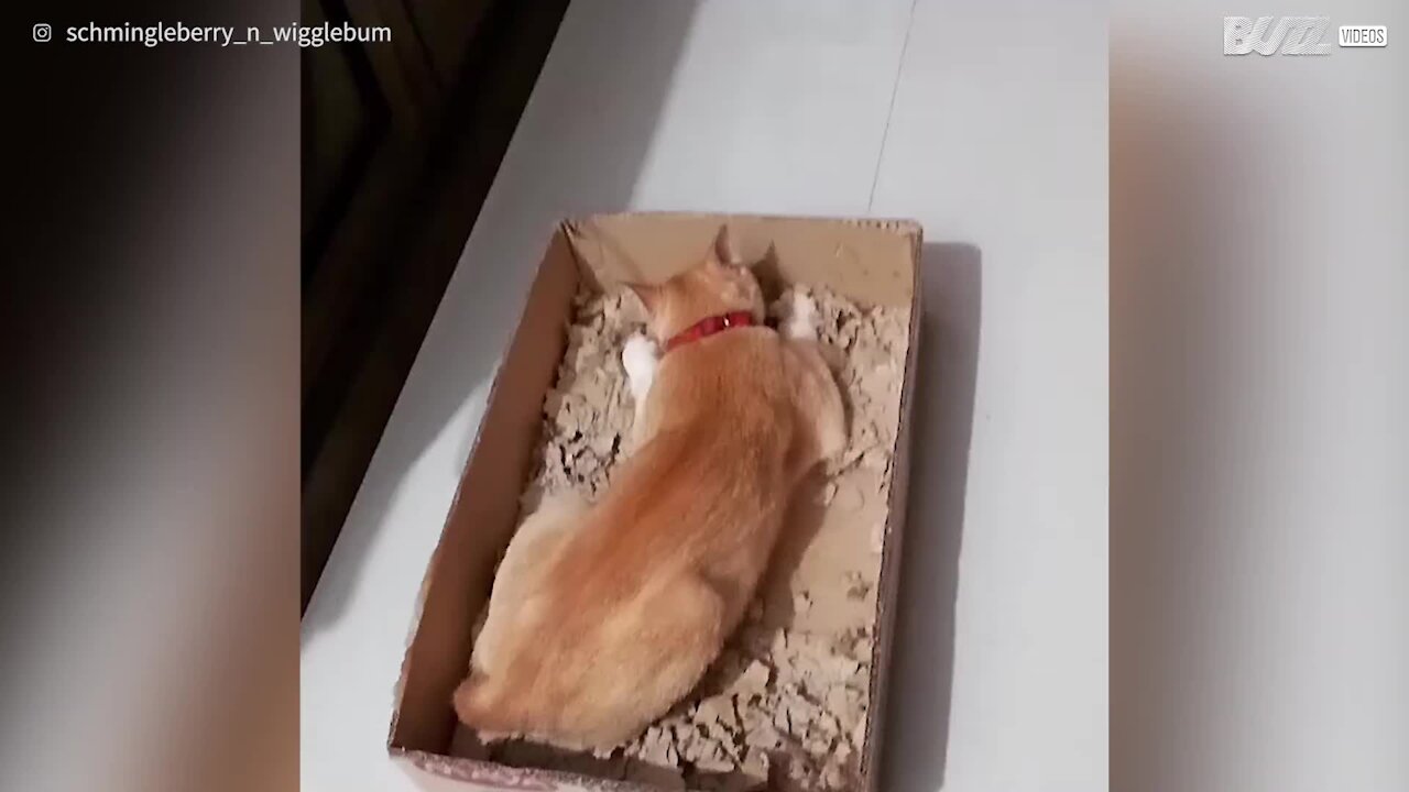 Cat has a blast in cardboard box