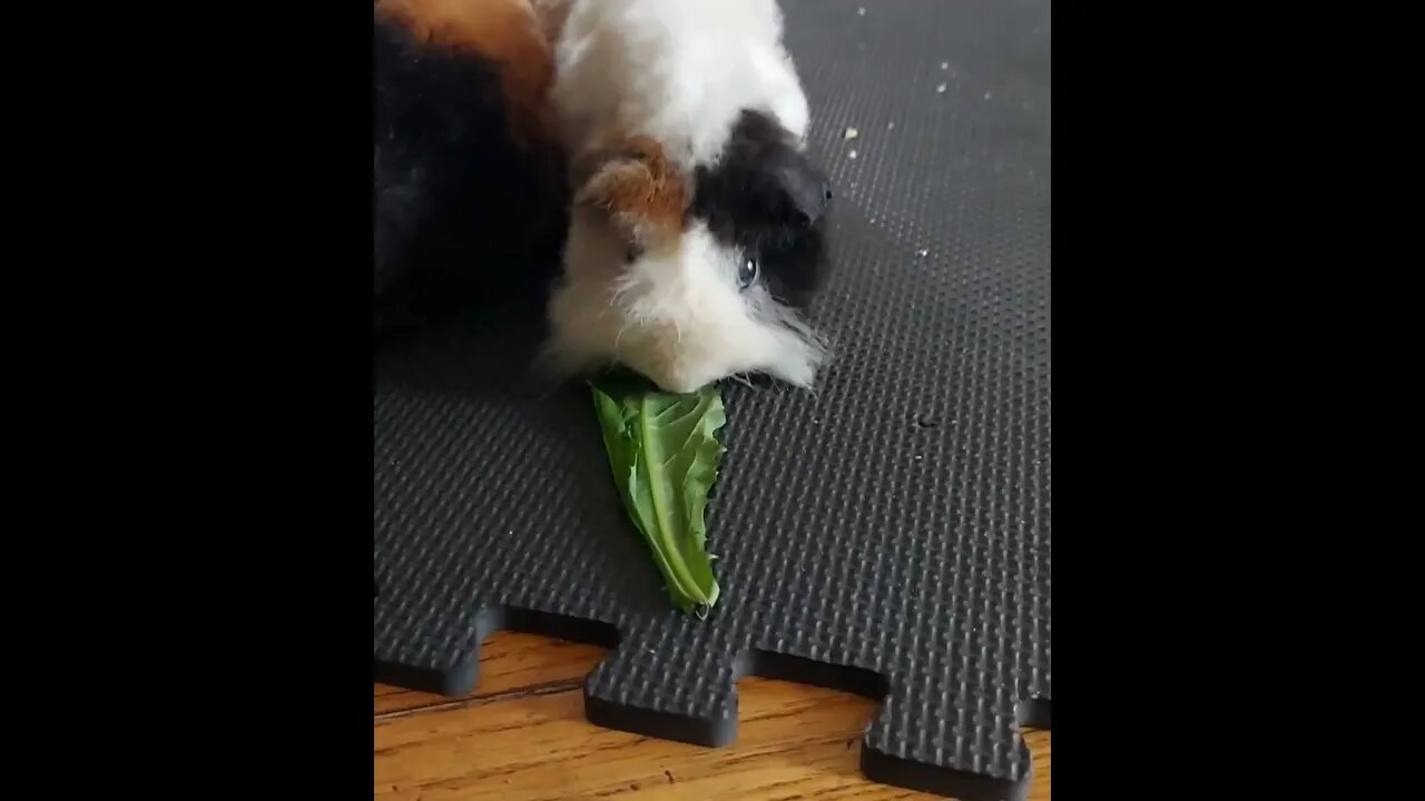 Guinea Pigs rescued from animal abuse #shorts