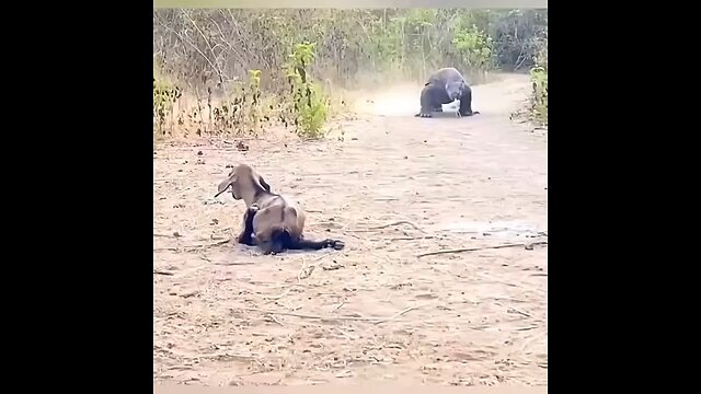 komodo dragon swallowing goat