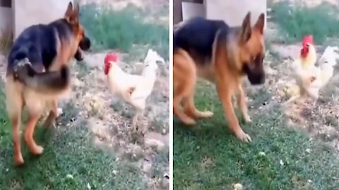 A dog and cock friendship doing fun