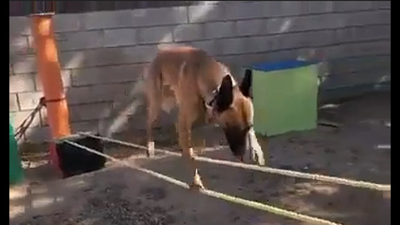 Belgian Malinois Shows Off His Skills