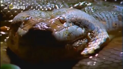 THE SILENT KILLER ANACONDA National Geographic Documentary