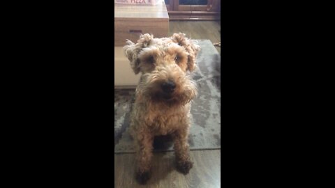 Oscar the Welsh Terrier asks “Please can I Join the UFC? And can I have a slice of pizza ?