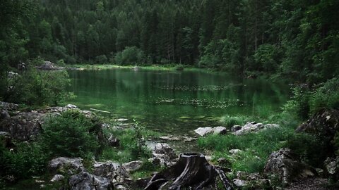 Rain on a calm forest lake with sounds of birds singing