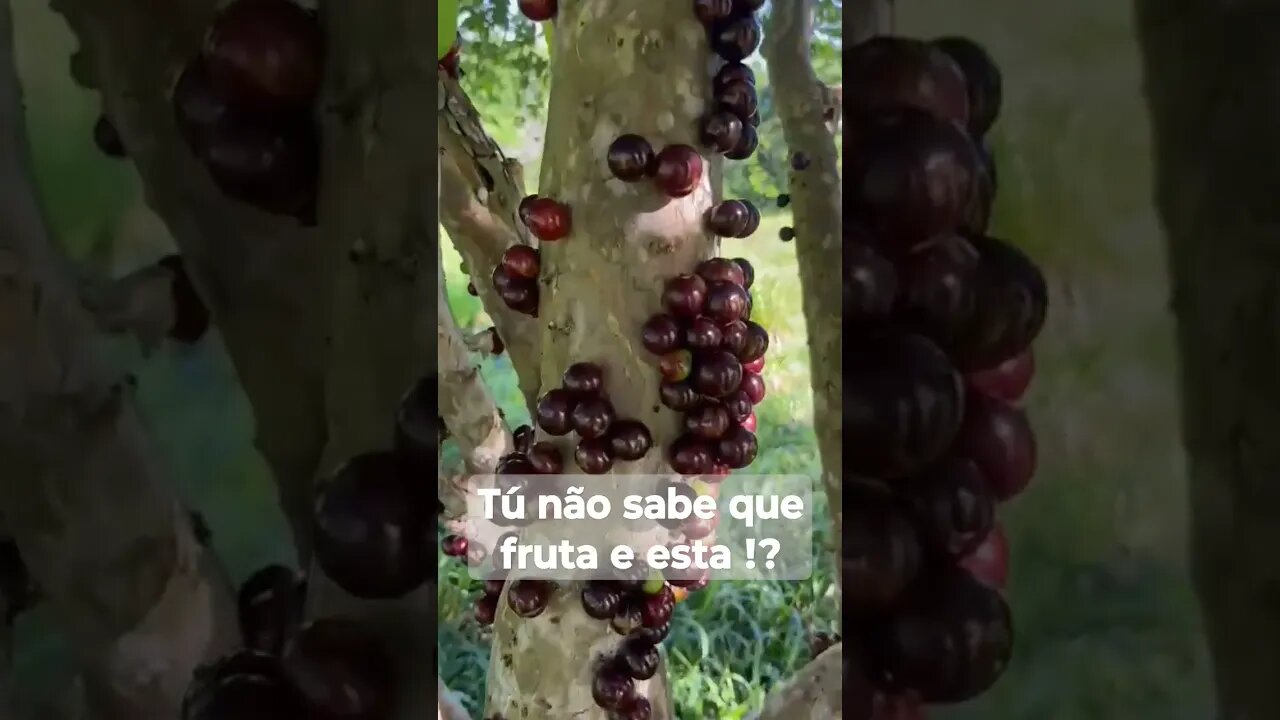 Dúvido tu saber que fruta é essa ??